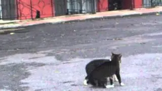 Cat fight Kedinin intikami Rache der Katze