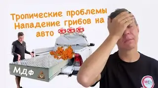 Тропические проблемы. На авто напала плесень