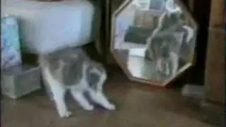 Komik Kediler...