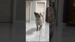 А - Мур - МОДА )