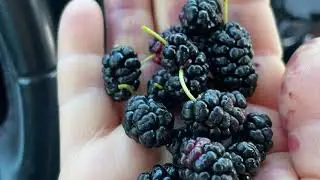 Тутовник в Европе. Самые редкие ягоды. Вкус детства, тутовник просто обалдеть. По дороге домой.