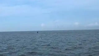 Full video of dolphins breaching near Crystal River Florida.