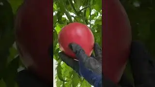 Помидор Пинк Буш и Бабусин мед
