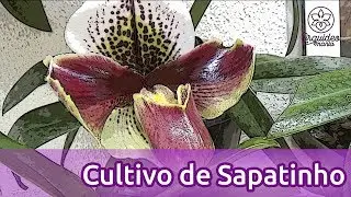 Cultive orquídea sapatinho sem erro! Saiba como aqui.