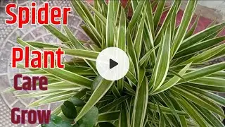 Home Gardening...Spider plant care grow and complete information