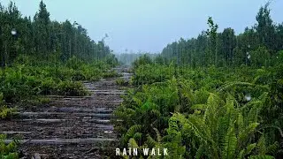 Rainstorm  🌧  Peaceful Abandoned Forest Road | Rain Walk