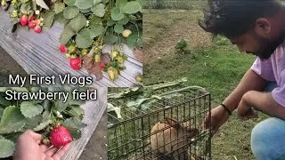 My First Vlog in Strawberry field