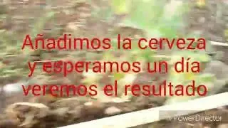TRAMPA PARA BABOSAS CON CERVEZA
