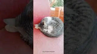 شاهد قطه وهى متعمقه فى النوم وبتحلم بكوابيس