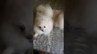 СИЛЬНО РУГАЮ ШПИЦОВ #shortsyoutube #dog #top #собака #iшпиц #приколыссобаками