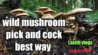 Wild mushroom pick and cock best way #😋😋😋😋