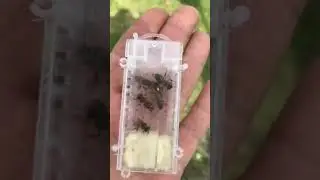 Плідні матки на пасиці. 