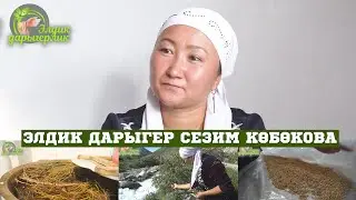 ЭЛДИК ДАРЫГЕР СЕЗИМ КӨБӨКОВА /// ДАРЫ ЧӨП ЖЫЙНОО /// ШЫПАА ТАПКАНДАРДЫН ПИКИРИ