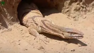 Türkiye’deki dev kertenkele - Nesli tükenmekte olan Çöl Varanı