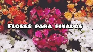 Chegou flores para finados 🙌🙏💙 kalanchoe, kalandiva, crisântemo 😌 deixe o like 👍