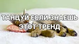 💓 ТАНЦУЙ ЕСЛИ ЗНАЕШЬ ЭТОТ ТРЕНД 2023 ГОДА 💓
