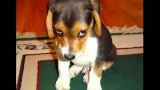 Coisas Engraçadas Parte 1 - Imagens Engraçadas e Piadas !!