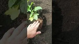 Как я сажаю ежевику