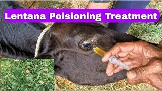 Lentana Poisioning Treatment #animal treatment #jarmani ka ilaj