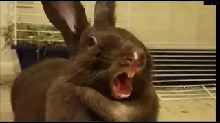 Rabbit Burp