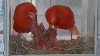 Όμορφες στιγμές από την αναπαραγωγή Huppe Allemand - Breeding moments