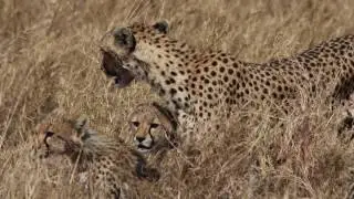 Serengeti Expedition 2016 - Episode 3