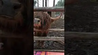 Шишки на лампушке