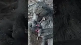 Babay Baboon Groom Time