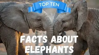 The Mighty Elephant: 10 Jaw-Dropping Facts You Never Knew