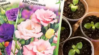Как выглядит
