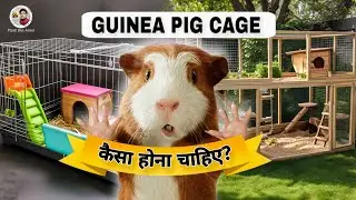 Guinea Pig Cage | How To Make Guinea Pig Cage |  गिनी पिग का पिजरा कैसे बनाए