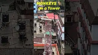 Monkeys 🐒 in Sylhet City, Bangladesh 🇧🇩 #monkey