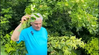 БУЗИНА: ПОЛЬЗА И ВРЕД