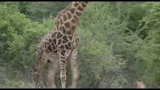 Untitled video