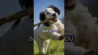 Pets SAVE Seniors' Lives