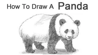 How to Draw a Giant Panda