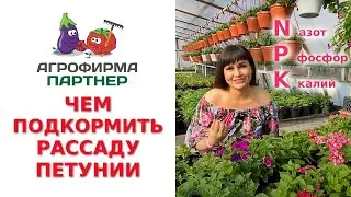 ЧЕМ ПОДКОРМИТЬ РАССАДУ ПЕТУНИИ