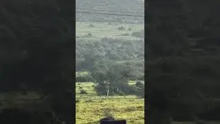 2 large male lions next to busy road. Herd of Eland staring