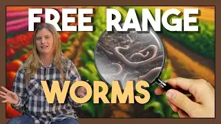 How To Set Up Your Free Range Worm Farm; Worms Are Awesome!