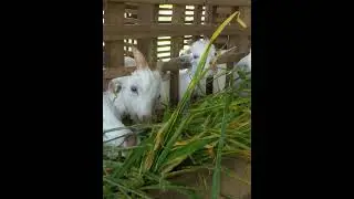 Goats relish munching on Napier grass#farming #viral #viralvideo #agriculture #goatlandfarms #goat