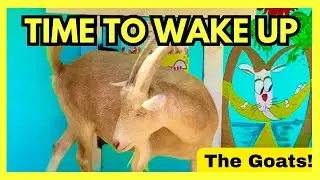 Time To Wake Up The Goats!