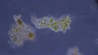 Amoeba Mayorella viridis