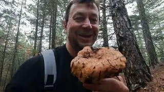 Грибное изобилие Турции.