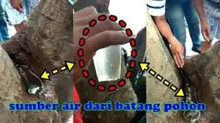Ajaib !! Pohon Ini Mengeluarkan Air Terus Menerus