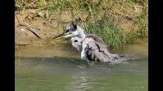 Серая купается