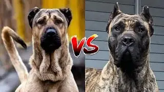Kangal vs. De Presa Canario: Clash of the Titans - Which Breed Reigns Supreme?