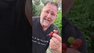 SMALLEST Tomato BEST Sauce Ketchup
