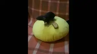 Крысята