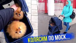 Shpic42 is a chatterbox about dogs and more. We drove with dogs along the Moscow