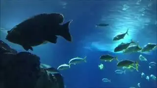 Den Blå Planet